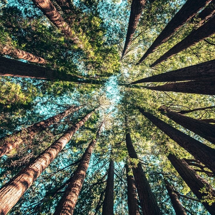 wald Blick von unten auf hohe Bäume und grünes Blätterdach im Wald.
